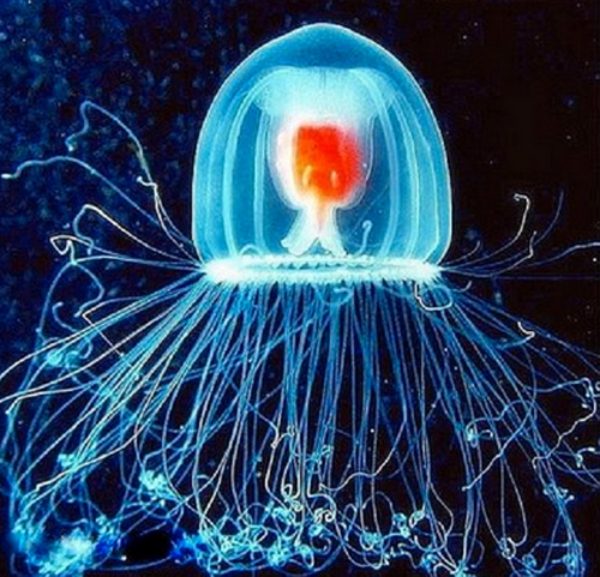 Photo Credit: The Immortal Jellyfish: Facts & Photos - HubPages