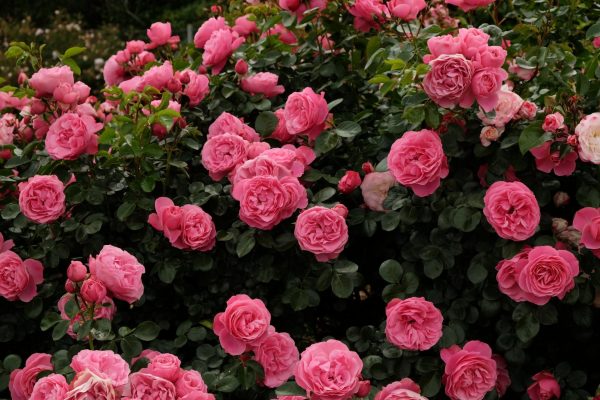 Photo credit: Woolmers Estate | Rose Garden in Tasmania
