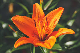 Photo Credit: https://plantsnap.com/blog/lily-flower